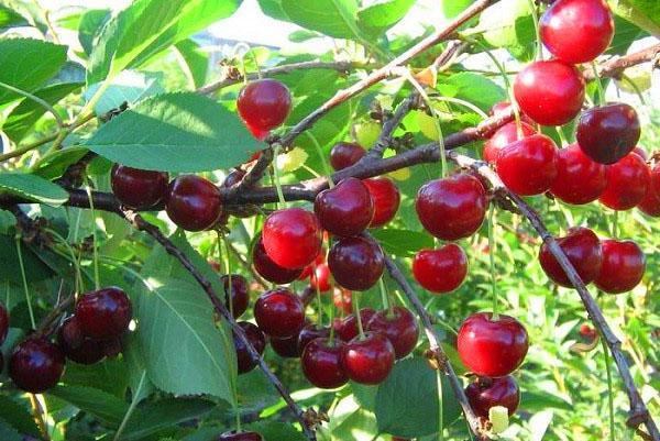 variedad de cereza Apukhtinskaya