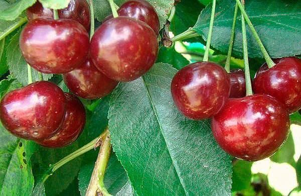 cerezas maduras