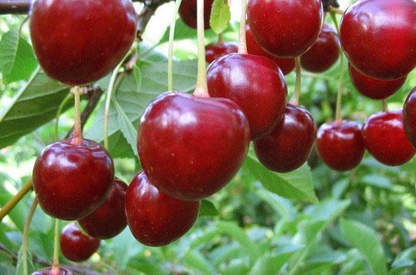 variedades de cereza Turgenevskaya