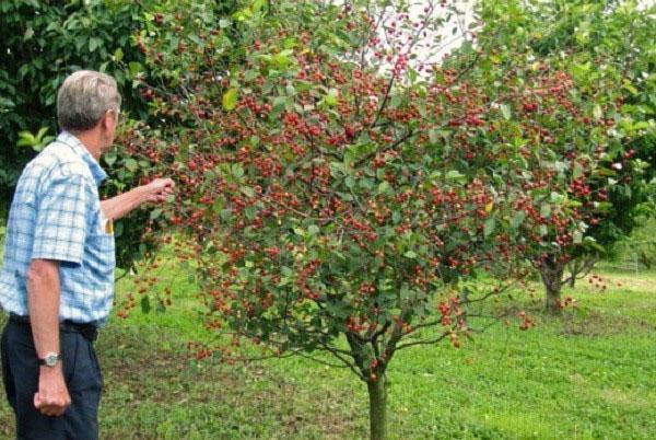 cereza en los suburbios