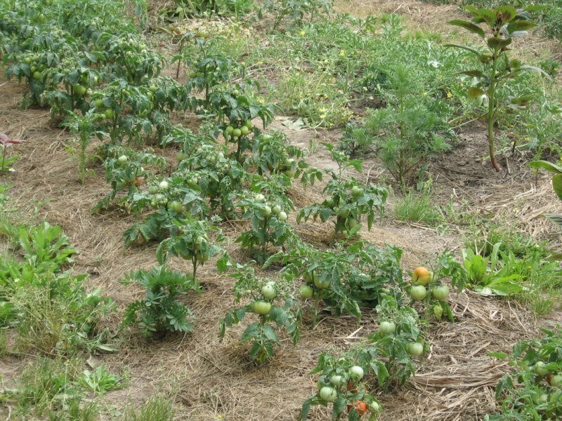 que sont les tomates standard