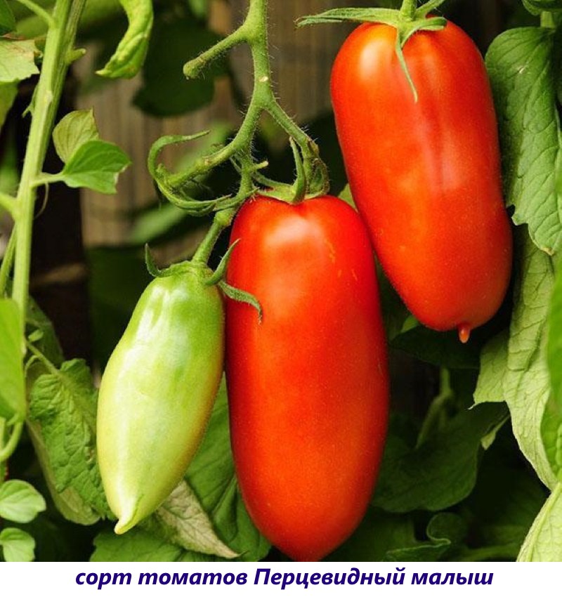 bébé poivron tomate