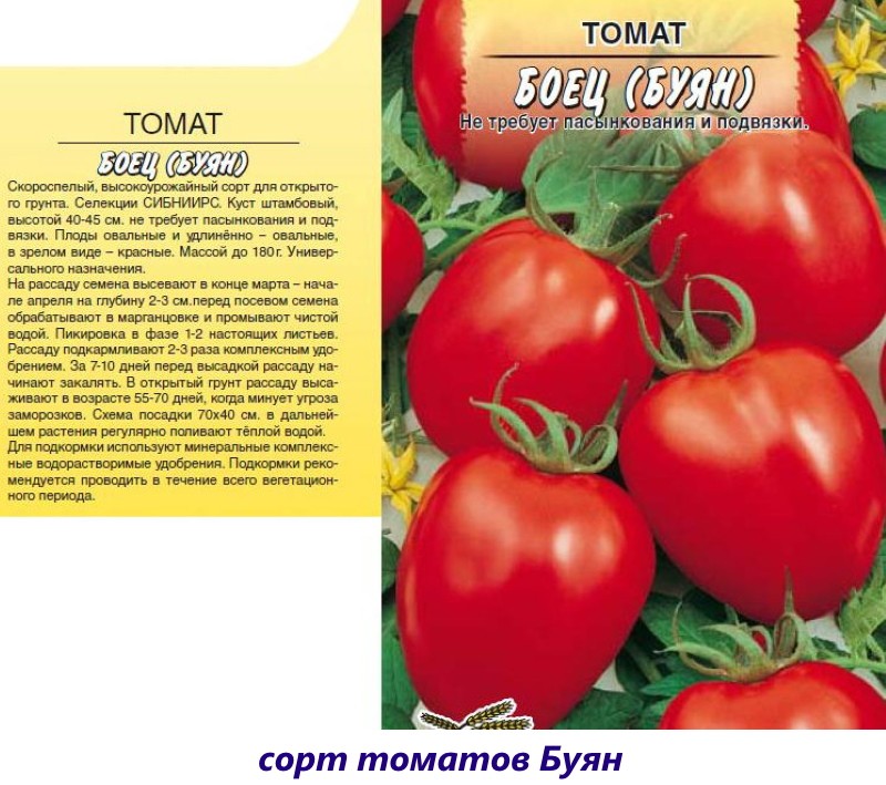 buyan de tomate
