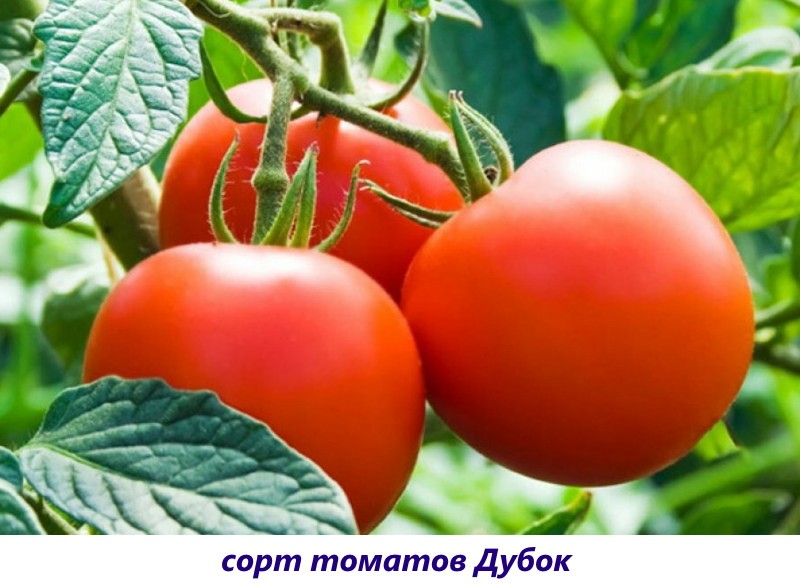 chêne tomate