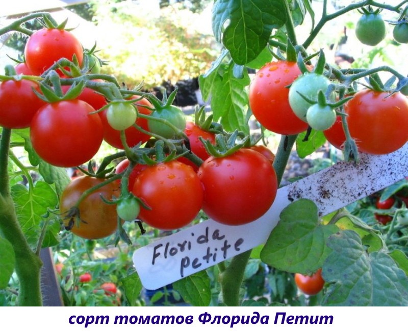 tomate floride petite