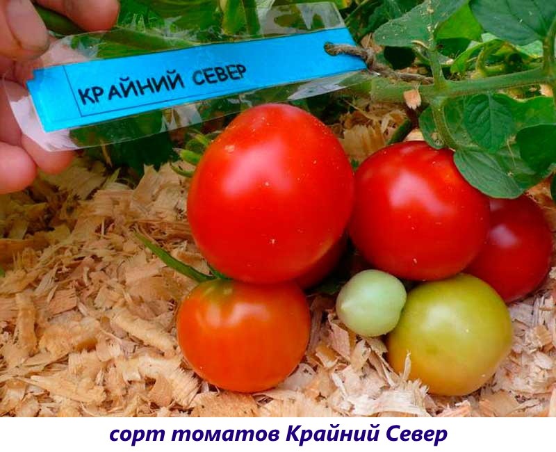 tomate loin au nord