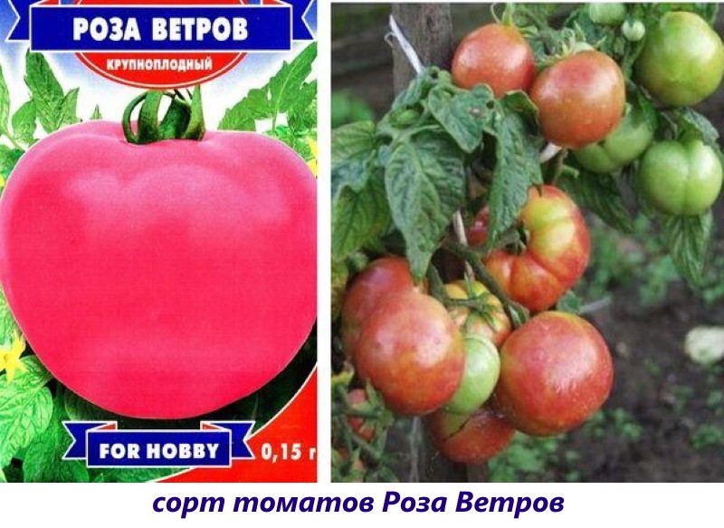 tomate rose des vents