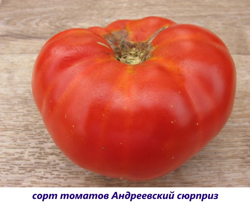 tomate andreevsky surprise
