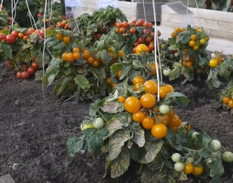 variétés de tomates standard pour la sibérie
