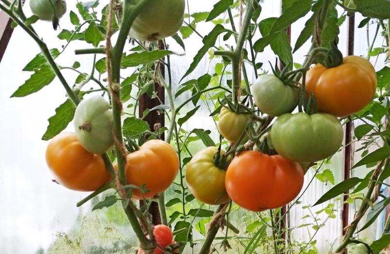 variété de spas au miel de tomate