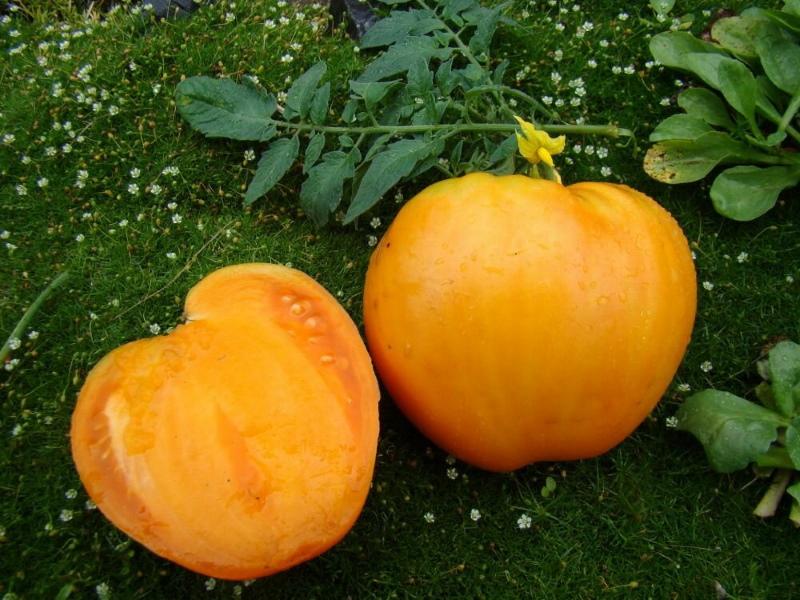 spas de miel de fruits de tomate