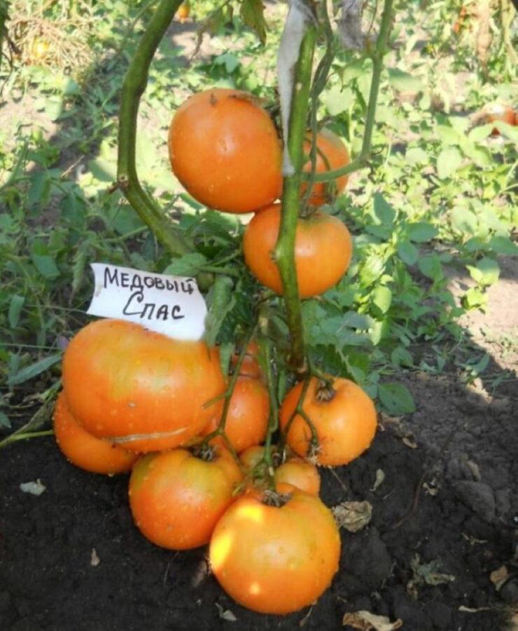 la tomate au miel a sauvé les avantages et les inconvénients de la variété