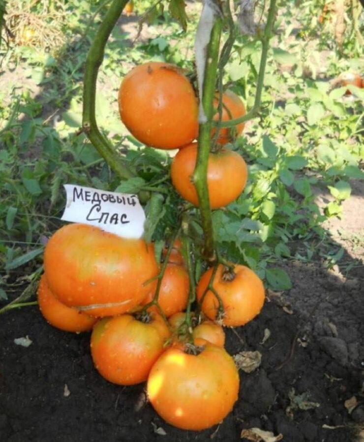 tomate miel salvó los pros y los contras de la variedad