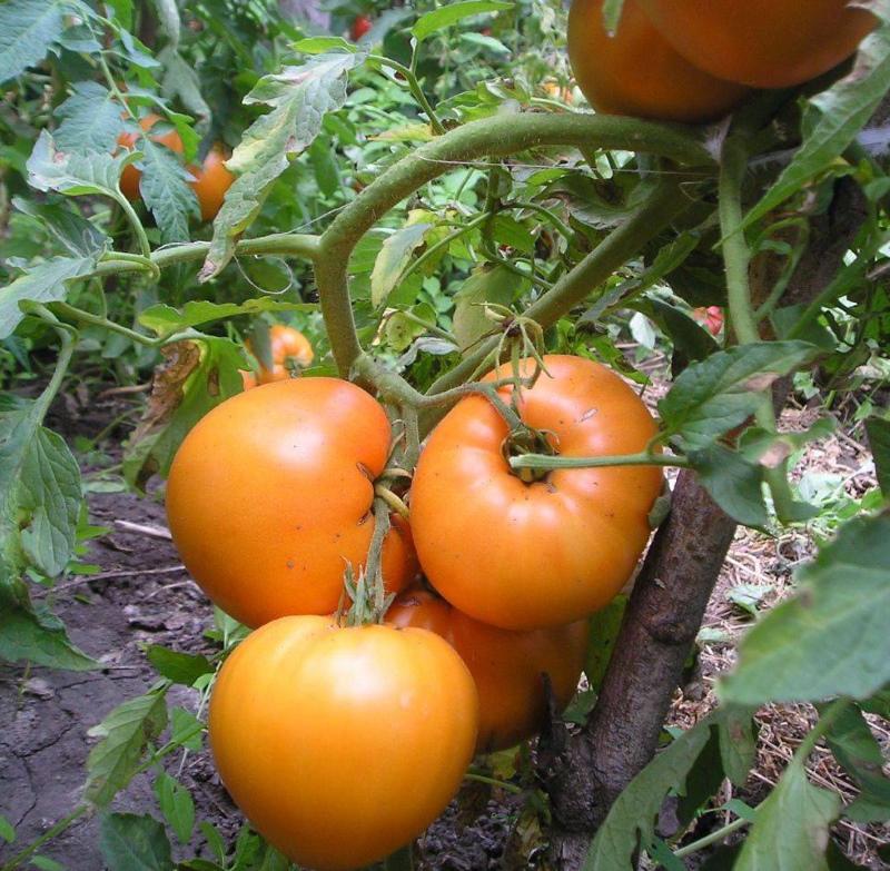 avis sur les spas au miel de tomate photo