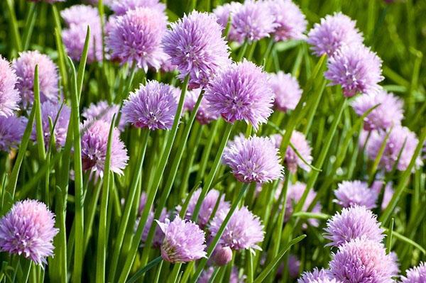 oignon ciboulette en fleur