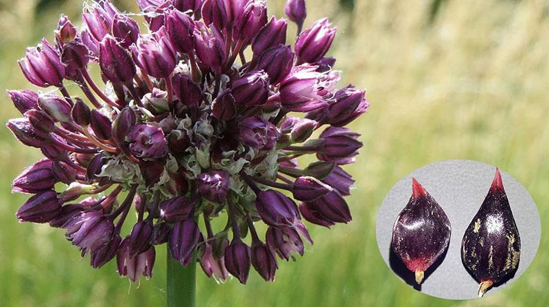 Rocambol est en fleurs