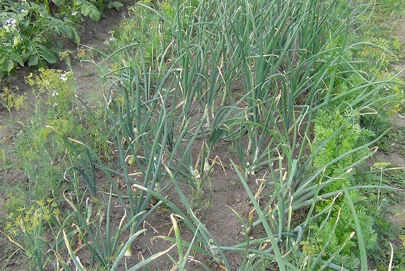 tratamiento de cebolla con insecticidas