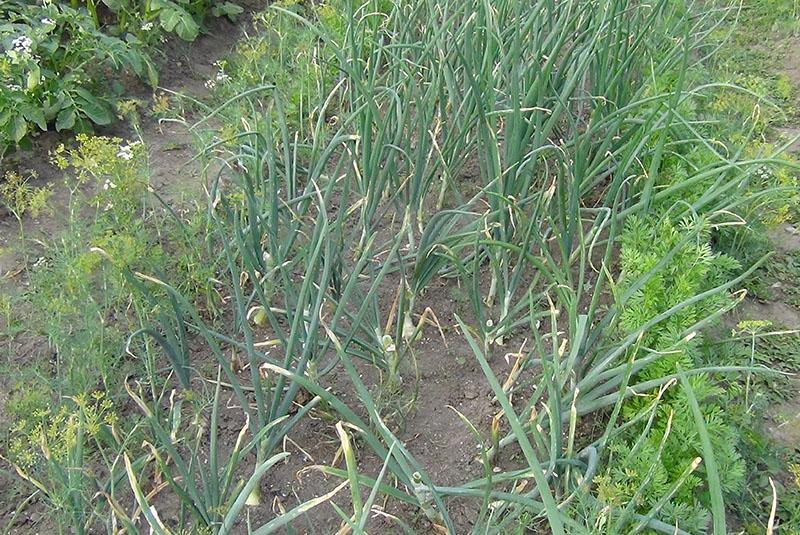 traitement de l'oignon avec des insecticides