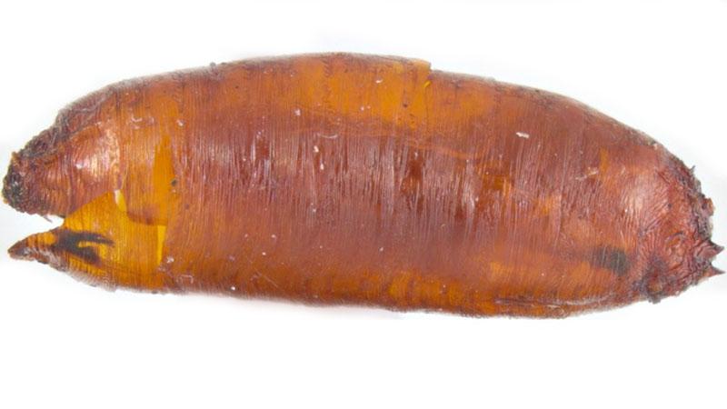 control de las larvas de la mosca de la cebolla