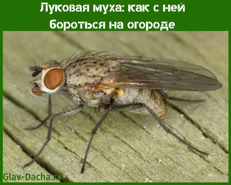 cebolla mosca como lidiar con eso
