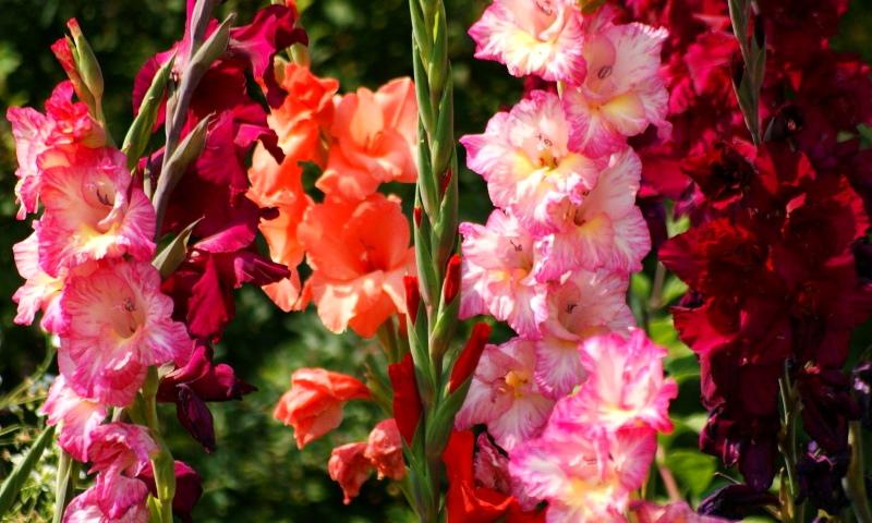 Foto de flores de jardín bulboso de gladiolos