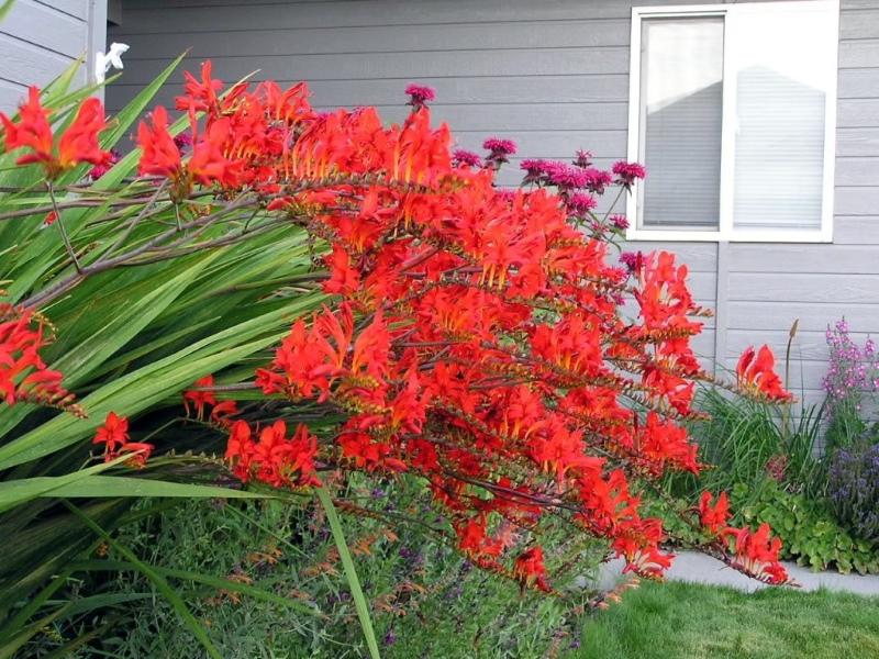 crocosmia