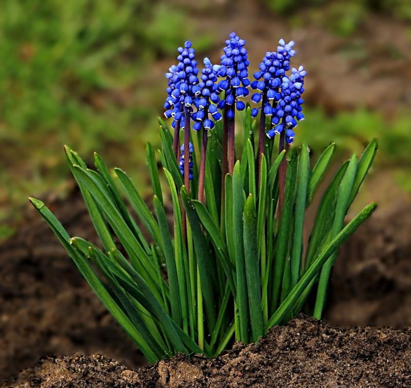 muscari