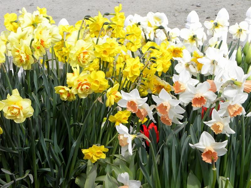 narcisos