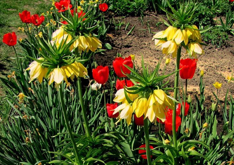 bulbosas flores de jardín fotos y nombres