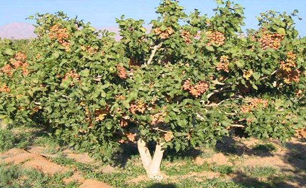 site de plantation du pistachier