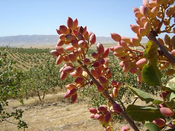 plantation de pistaches