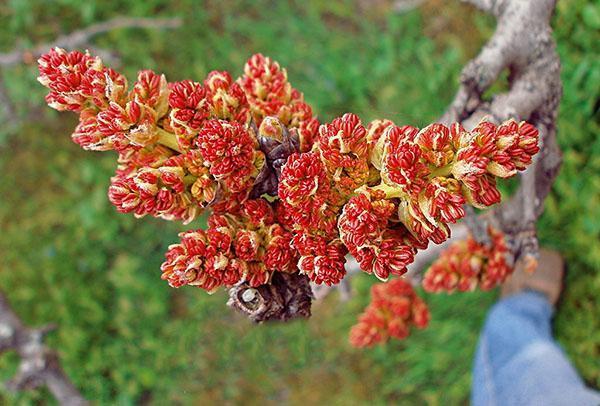 pistachier en fleurs