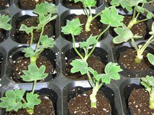 Nuevas plantaciones de geranio.