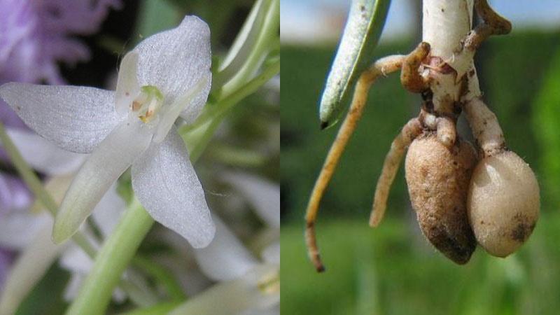 utilisation de fleurs et tubercules