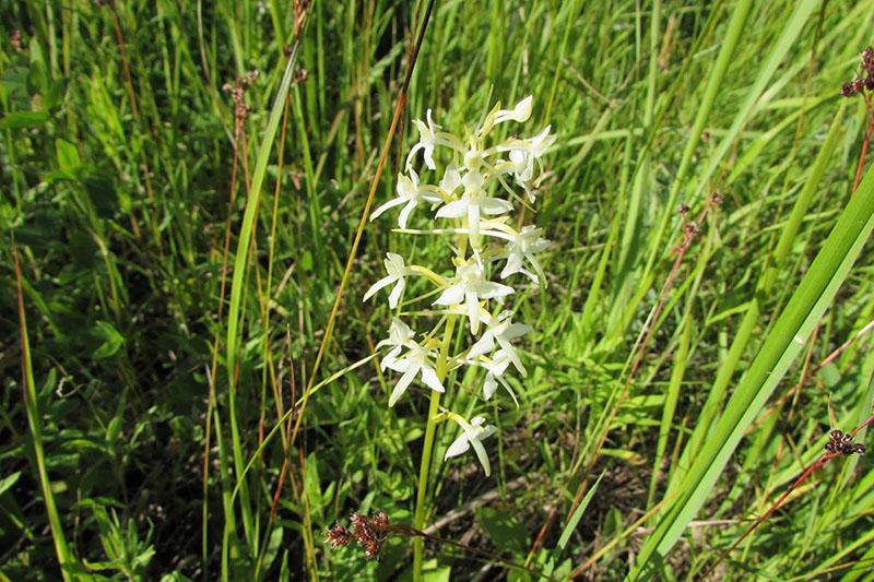 Lyubka dans le pré