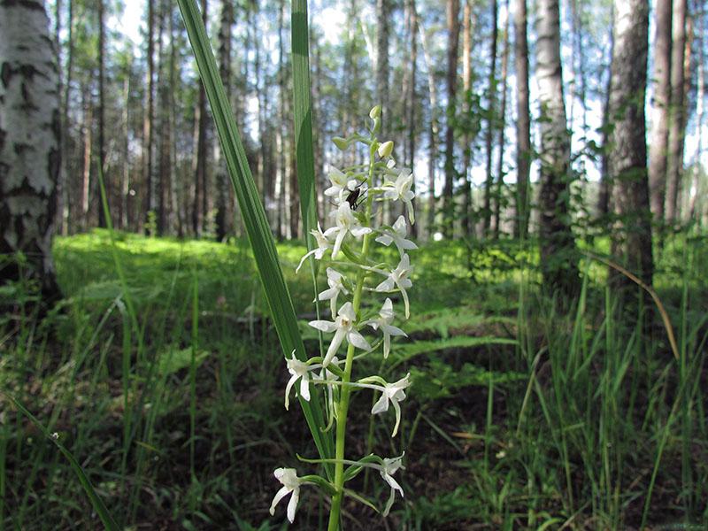 Lyubka dans une forêt de bouleaux