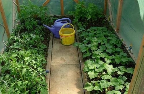 tomates et concombres