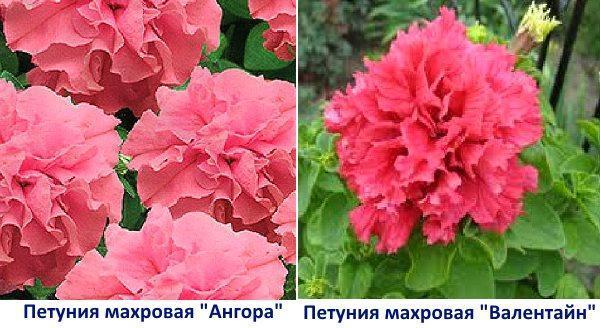 Angora y Valentine