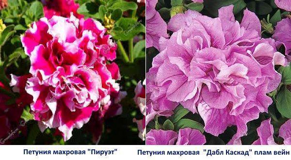 Pirueta de grado Petunia