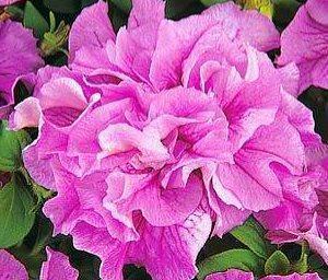 Petunia terry