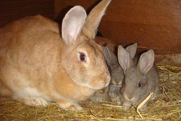 lapin avec des lapins