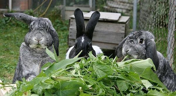 herbe à lapin