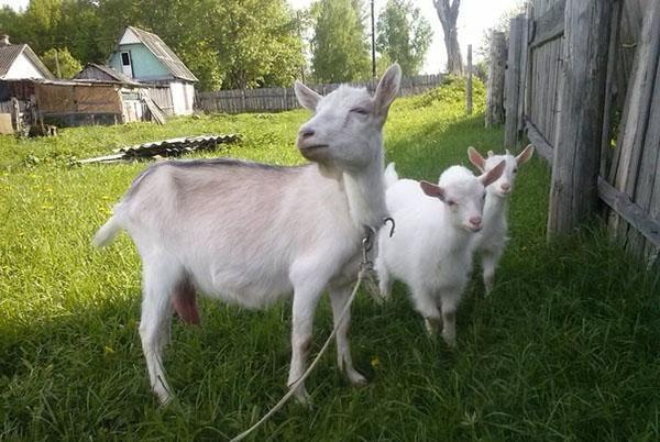 famille de chèvres
