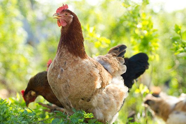 poulets au pâturage
