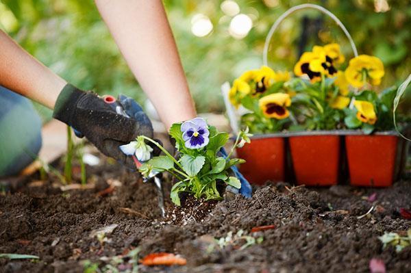 planter des semis