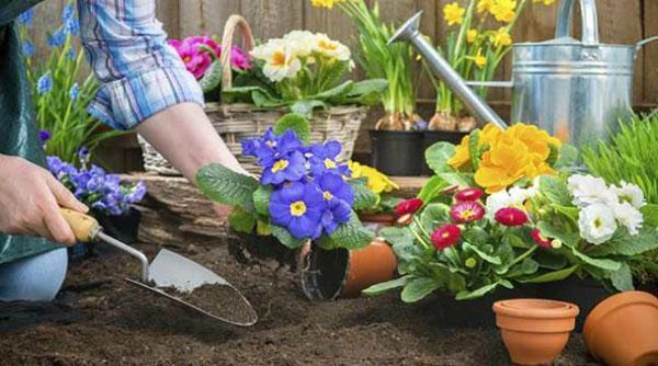 travaux sur le parterre de fleurs en mai