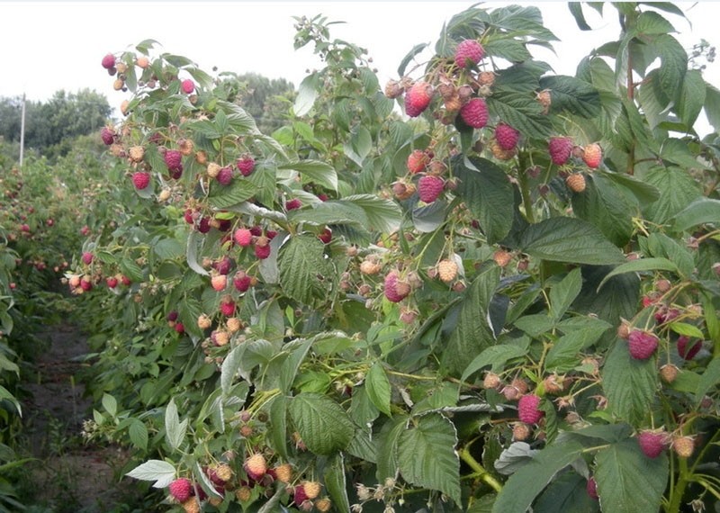 variedad de frambuesa remontante