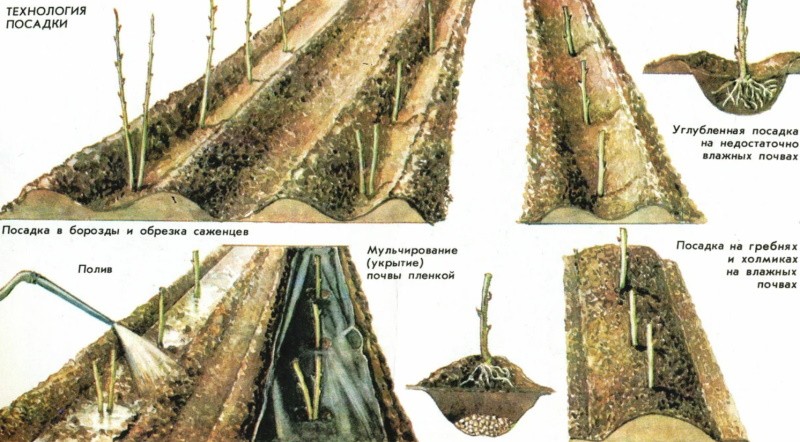 esquema y tecnología de plantación de frambuesas