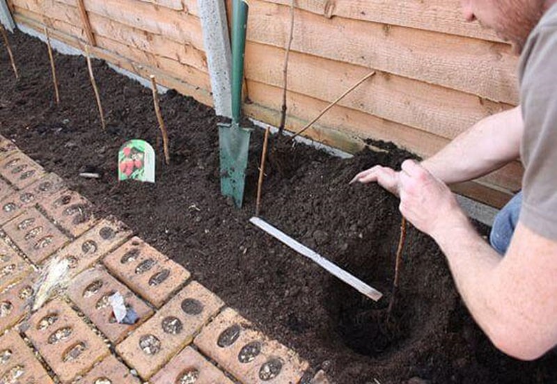 proceso de plantación de frambuesas