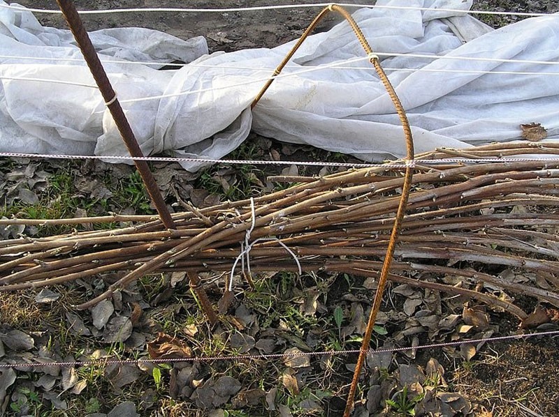 preparando frambuesas para el invierno